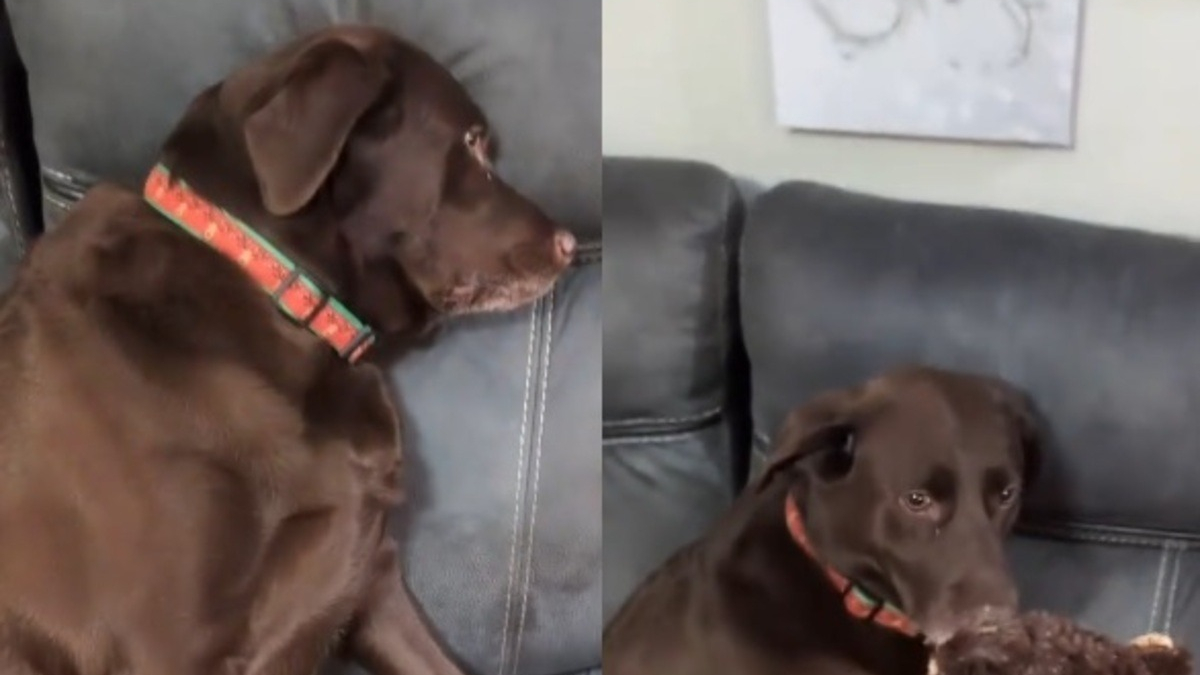 Illustration : "Cette chienne pense être la seule à ne pas avoir de cadeau mais ses yeux s'illuminent dès qu'on lui tend sa surprise (vidéo) "