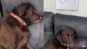 Illustration : Cette chienne pense être la seule à ne pas avoir de cadeau mais ses yeux s'illuminent dès qu'on lui tend sa surprise (vidéo) 