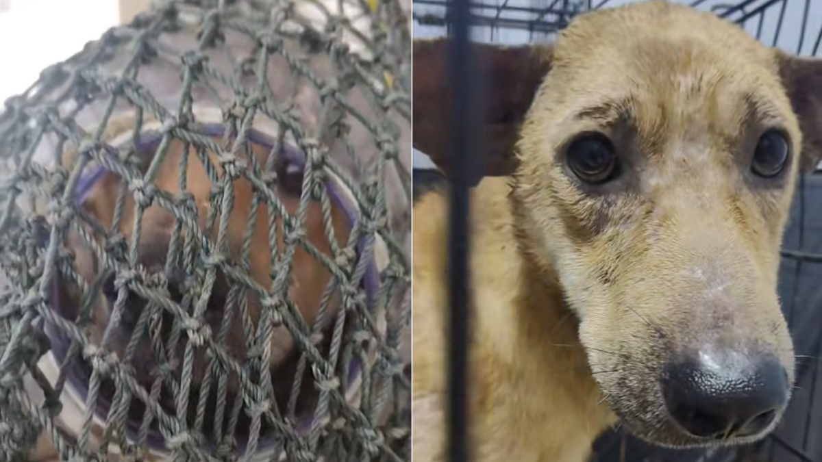 Illustration : "Armée de filets, une équipe traque un chien en détresse dont la tête est coincée dans un bocal"