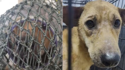 Illustration : Arm&eacute;e de filets, une &eacute;quipe traque un chien en d&eacute;tresse dont la t&ecirc;te est coinc&eacute;e dans un bocal