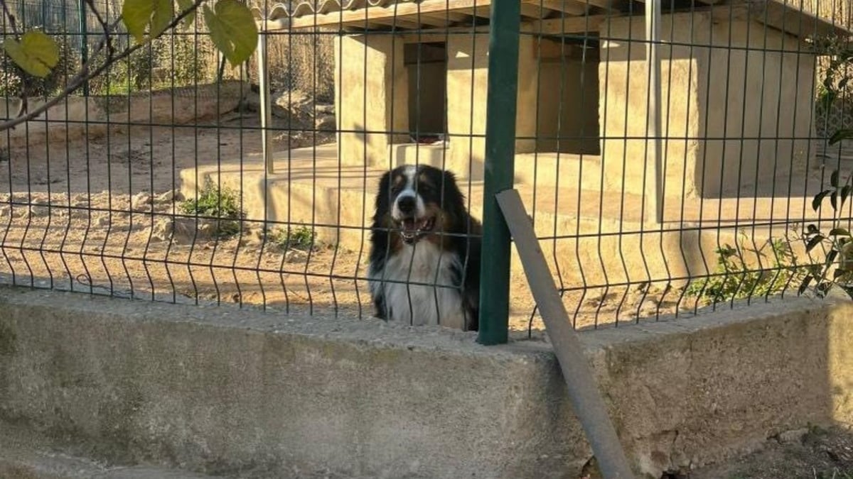 Illustration : "Un Berger Australien attend pendant une semaine le retour de son propriétaire, parti vivre ailleurs en le laissant face à la solitude"