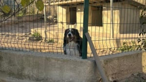 Illustration : "Un Berger Australien attend pendant une semaine le retour de son propriétaire, parti vivre ailleurs en le laissant face à la solitude"