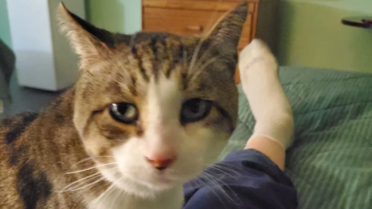 Illustration : "Il effectue un long périple en plaçant tous ses espoirs dans une ultime tentative de recherche de son chat disparu depuis 5 semaines"