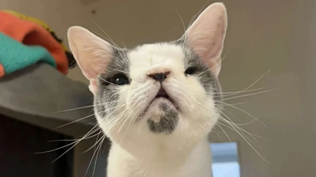 Illustration : "Après des semaines de souffrance, ce chat à la malformation nasale trouve enfin la tendresse qui lui manquait"