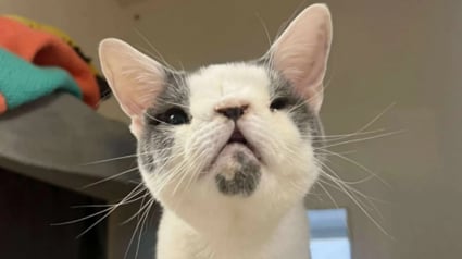 Illustration : Apr&egrave;s des semaines de souffrance, ce chat &agrave; la malformation nasale trouve enfin la tendresse qui lui manquait