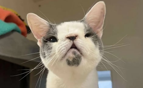 Après des semaines de souffrance, ce chat à la malformation nasale trouve enfin la tendresse qui lui manquait