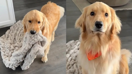 Illustration : &laquo; C'est un vrai gentleman &raquo;, ce petit Golden Retriever sait demander des c&acirc;lins avec une politesse exemplaire (vid&eacute;o)