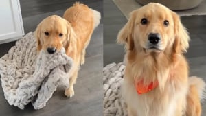 Illustration : « C'est un vrai gentleman », ce petit Golden Retriever sait demander des câlins avec une politesse exemplaire (vidéo)