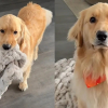 Illustration : &laquo; C'est un vrai gentleman &raquo;, ce petit Golden Retriever sait demander des c&acirc;lins avec une politesse exemplaire (vid&eacute;o)