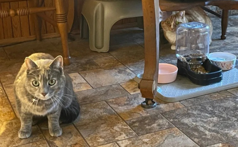 « Besoin l'une de l'autre », une chatte guide son amie aveugle et trouve en elle un soutien émotionnel