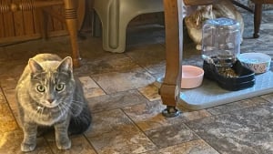 Illustration : « Besoin l'une de l'autre », une chatte guide son amie aveugle et trouve en elle un soutien émotionnel