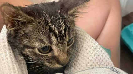 Illustration : Un homme sauve un chaton errant et le remet &agrave; sa fille b&eacute;n&eacute;vole dans une association, mais se rend compte qu'il ne peut plus vivre sans lui