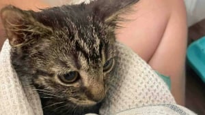 Illustration : Un homme sauve un chaton errant et le remet à sa fille bénévole dans une association, mais se rend compte qu'il ne peut plus vivre sans lui