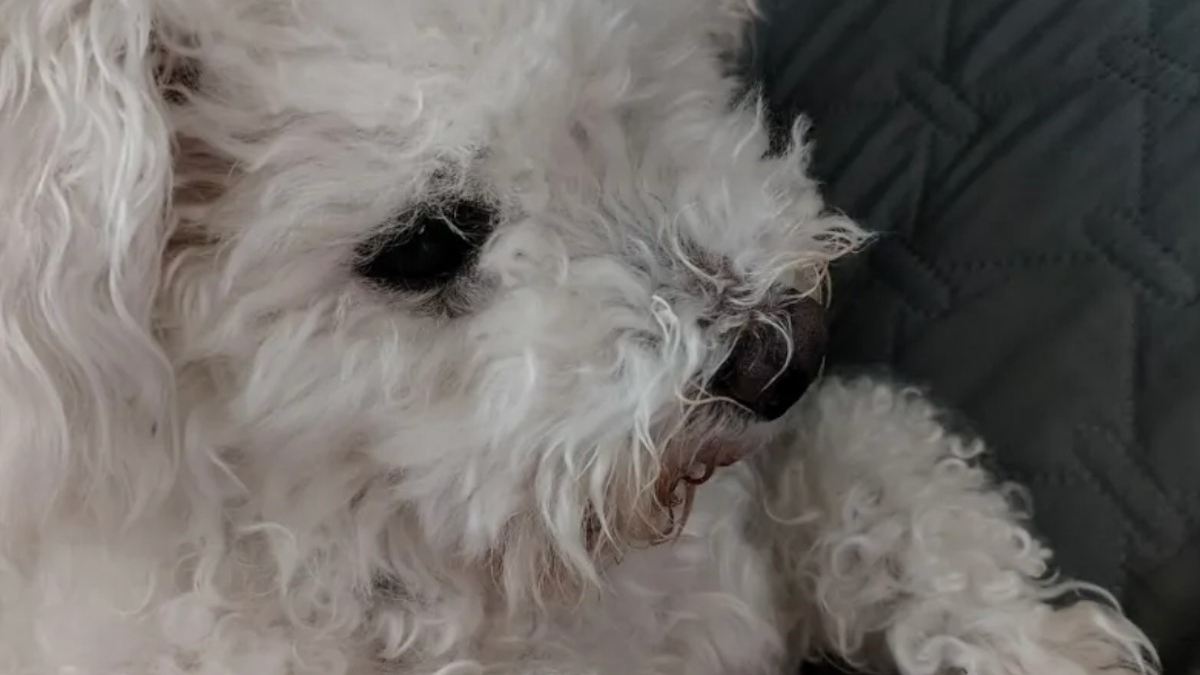 Illustration : "Enfermée pendant 8 ans dans un élevage intensif, cette petite chienne enchaîne les découvertes et apprend enfin la vie de famille"