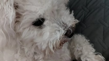 Illustration : Enferm&eacute;e pendant 8 ans dans un &eacute;levage intensif, cette petite chienne encha&icirc;ne les d&eacute;couvertes et apprend enfin la vie de famille