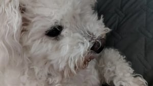 Illustration : Enfermée pendant 8 ans dans un élevage intensif, cette petite chienne enchaîne les découvertes et apprend enfin la vie de famille