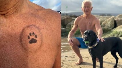 Illustration : "Je lui dois la vie", une bosse et un tatouage sur le coeur t&eacute;moignent de l'hommage d'un survivant &agrave; son Labrador h&eacute;ro&iuml;que