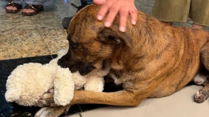 Illustration : Un chien errant vole une peluche dans un magasin, des clients se cotisent pour la lui offrir comme cadeau (vid&eacute;o)
