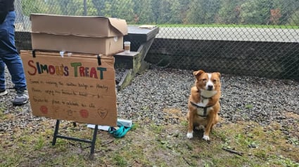 Illustration : Avant de faire ses adieux car gravement malade, ce chien distribue friandises et affection lors d'une petite f&ecirc;te &eacute;mouvante