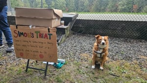 Illustration : Avant de faire ses adieux car gravement malade, ce chien distribue friandises et affection lors d'une petite fête émouvante