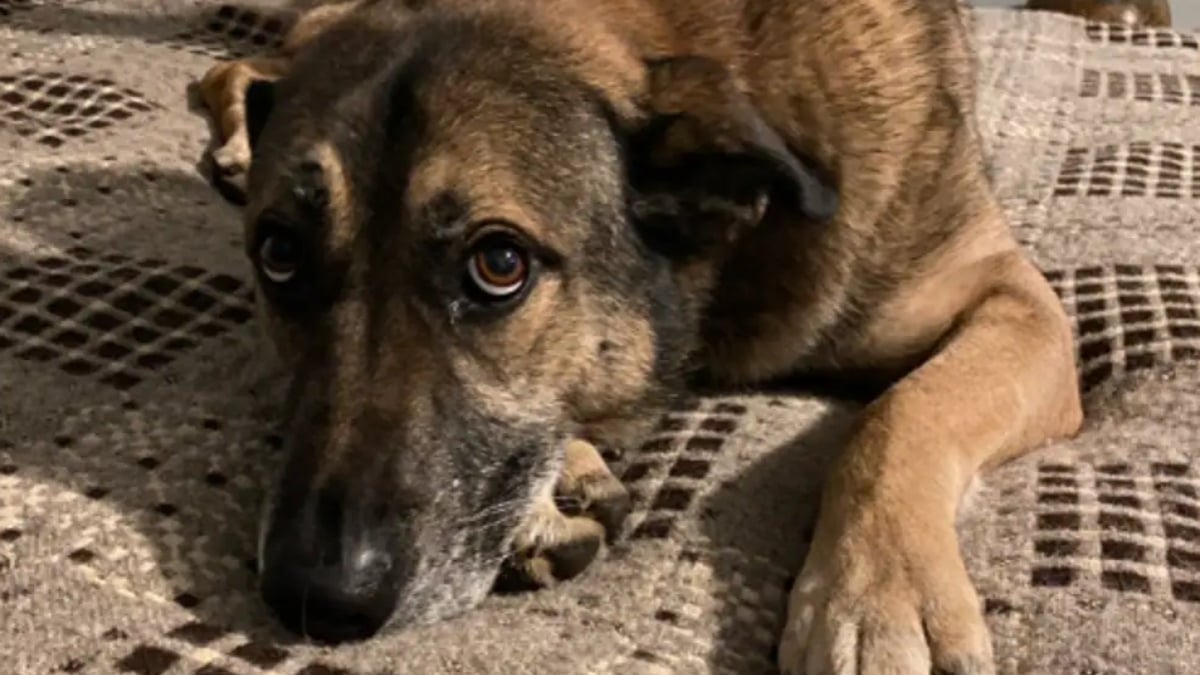 Illustration : "Ce chien affecté par une adoption ratée fait ses preuves en passant la nuit chez une bénévole et retrouve l'espoir d'une nouvelle chance"