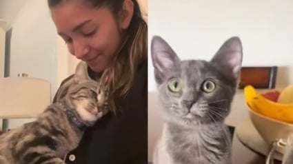 Illustration : Elle voulait une copine pour sa chatte c&acirc;line, elle se retrouve avec une tornade incontr&ocirc;lable &agrave; la maison (vid&eacute;o)