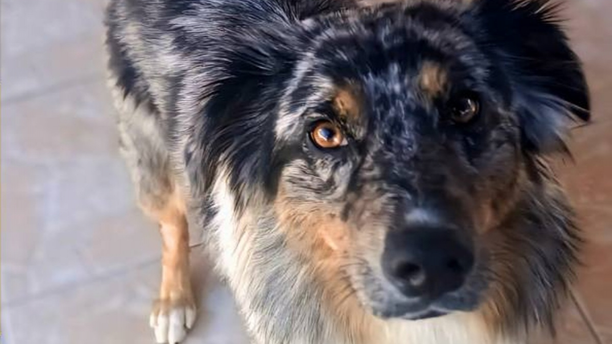 Illustration : "Piégée par une fausse caresse, cette chienne est volée sous les yeux de ses maîtres en pleine fête foraine"