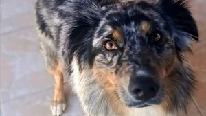 Illustration : Pi&eacute;g&eacute;e par une fausse caresse, cette chienne est vol&eacute;e sous les yeux de ses ma&icirc;tres en pleine f&ecirc;te foraine