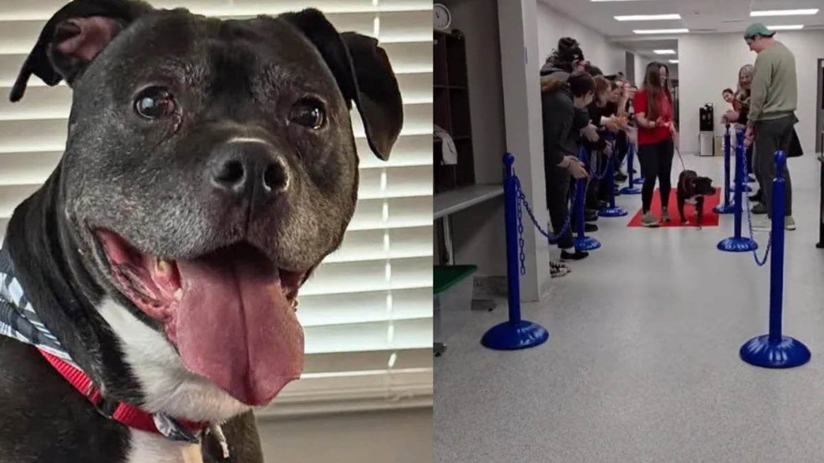 Illustration : "Après 7 ans d'attente au refuge, une mobilisation sur les réseaux sociaux fait sortir ce chien par la grande porte et sous les acclamations"