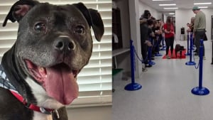 Illustration : Après 7 ans d'attente au refuge, une mobilisation sur les réseaux sociaux fait sortir ce chien par la grande porte et sous les acclamations