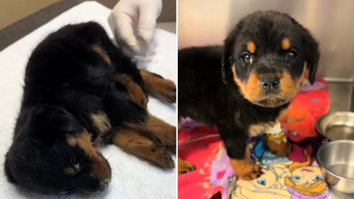 Illustration : "Livré à lui-même après le tragique décès de son maître, ce petit Rottweiler est sauvé de justesse par une association (vidéo)"