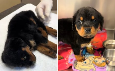Livré à lui-même après le tragique décès de son maître, ce petit Rottweiler est sauvé de justesse par une association (vidéo)