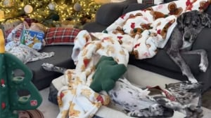 Illustration : Un petit garçon de 3 ans montre son amour pour ses chiens en leur organisant une soirée pyjama pleine de tendresse (vidéo)