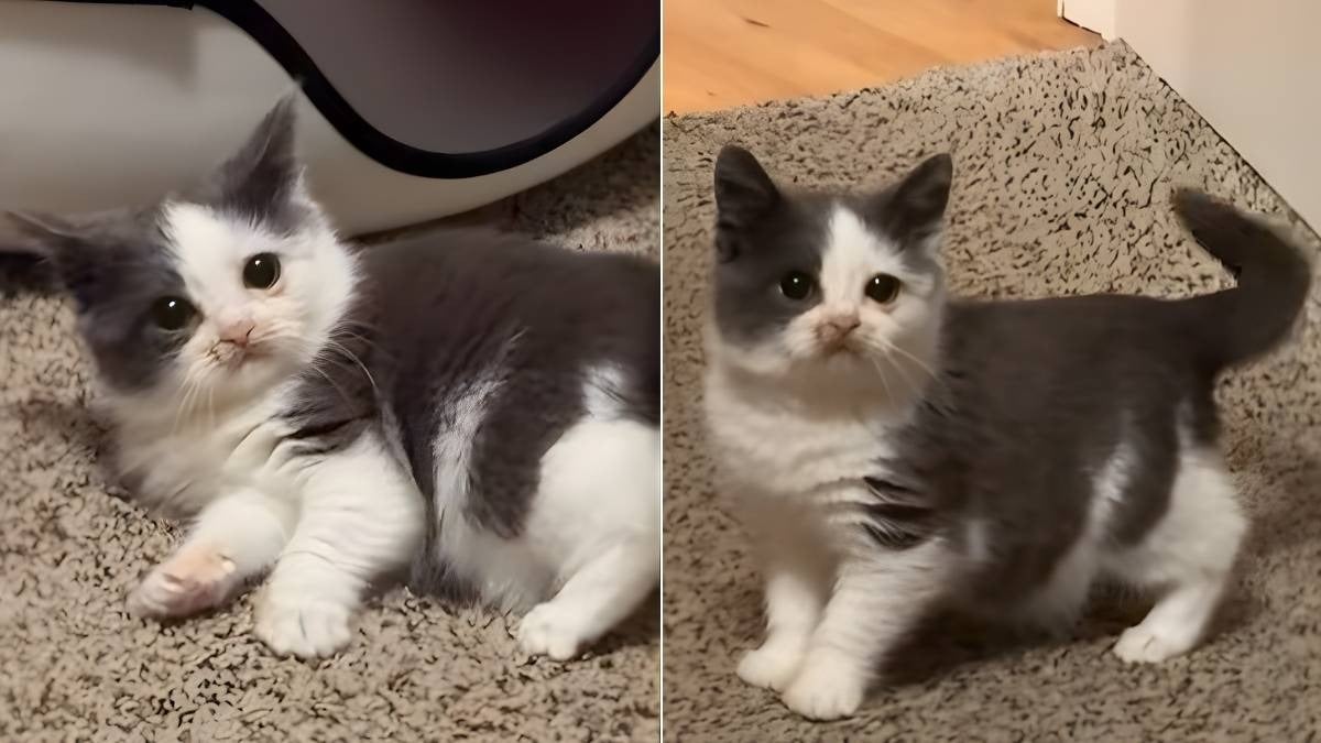 Illustration : "Ce chat minuscule prouve que même les plus petits peuvent avoir de grandes crises de folie nocturnes (vidéo)"