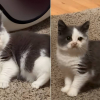 Illustration : Ce chat minuscule prouve que m&ecirc;me les plus petits peuvent avoir de grandes crises de folie nocturnes (vid&eacute;o)