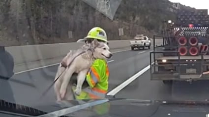 Illustration : Un chien en fuite refuse de se laisser attraper, la police oblig&eacute;e de bloquer l'autoroute pour sauver un Husky &eacute;puis&eacute; (vid&eacute;o) 