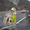 Illustration : Un chien en fuite refuse de se laisser attraper, la police oblig&eacute;e de bloquer l'autoroute pour sauver un Husky &eacute;puis&eacute; (vid&eacute;o) 