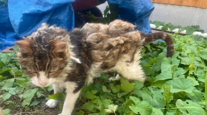 Illustration : Prisonnier de ses poils emm&ecirc;l&eacute;s, ce chat pr&eacute;nomm&eacute; Dumbledore est m&eacute;tamorphos&eacute; par une tonte salvatrice et un peu d'amour