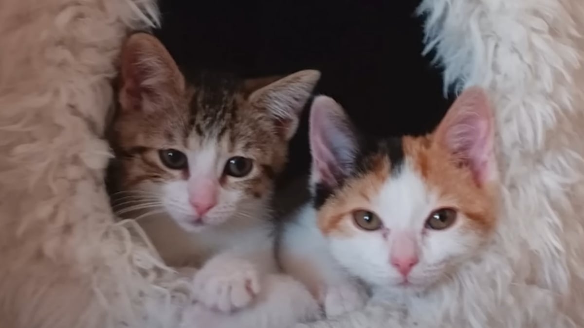 Illustration : "Voisins de quarantaine séparés par une vitre, ces 2 chatons deviennent inséparables dès leur rencontre et semblent promis à un avenir commun"