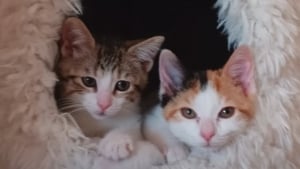 Illustration : Voisins de quarantaine séparés par une vitre, ces 2 chatons deviennent inséparables dès leur rencontre et semblent promis à un avenir commun