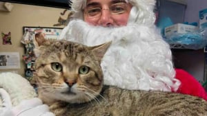 Illustration : « Une histoire qu'il ne peut pas raconter », ce chat au passé douloureux cherche la famille idéale pour voir au-delà de sa tristesse