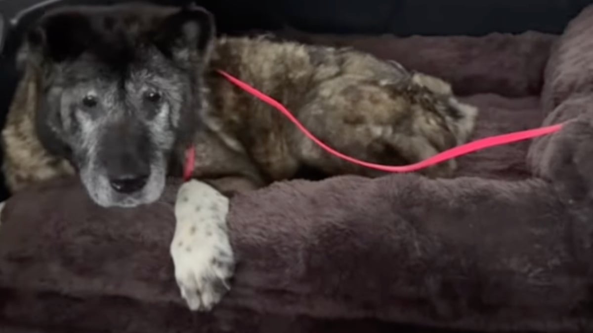 Illustration : "Abandonnée lors des fêtes de fin d'année, cette chienne de 14 ans se fait toiletter pour la première fois de sa vie (vidéo)"