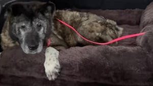 Illustration : Abandonnée lors des fêtes de fin d'année, cette chienne de 14 ans se fait toiletter pour la première fois de sa vie (vidéo)