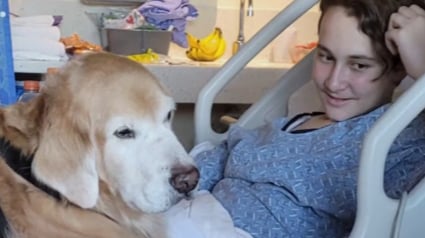 Illustration : Tous 2 gravement malades, un chien de th&eacute;rapie et un adolescent se rencontrent &agrave; l'h&ocirc;pital et se battent c&ocirc;te &agrave; c&ocirc;te pour gu&eacute;rir