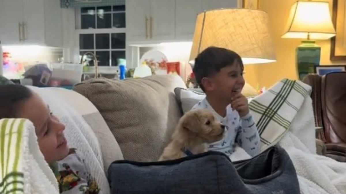 Illustration : "Devant leur dessin animé préféré, un chiot est tout fier d'émettre ses premiers aboiements qui surprennent ses 2 frères humains (vidéo)"