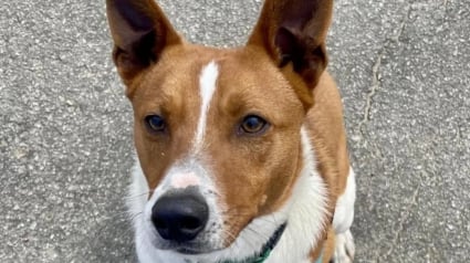 Illustration : Une famille en vacances croise un groupe de chiens de refuge lors d'une randonn&eacute;e et annule son vol de retour pour repartir avec l'un d'eux