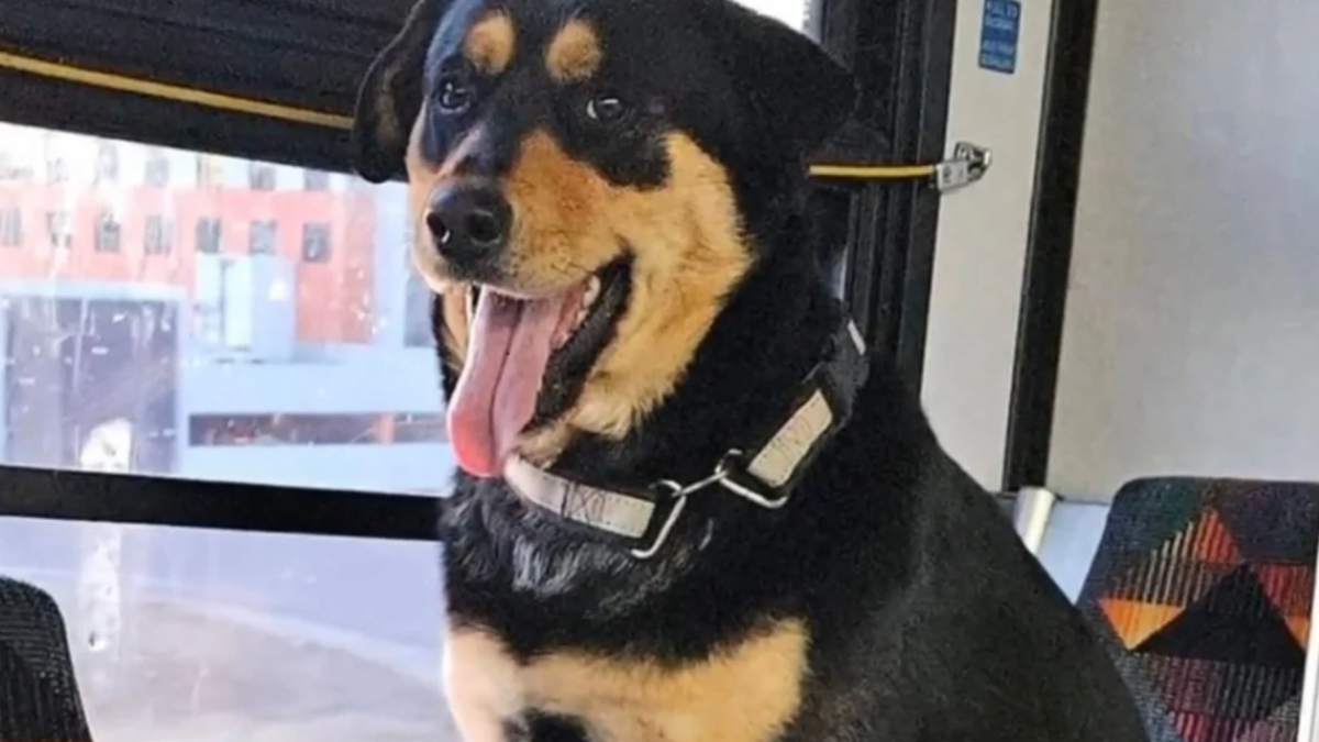 Illustration : "Intriguée par la présence d'une chienne assise seule dans un bus, une usagère alerte les services animaliers et permet des retrouvailles émouvantes"