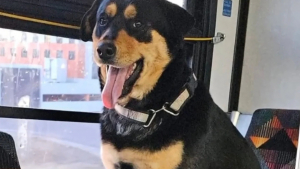 Illustration : Intriguée par la présence d'une chienne assise seule dans un bus, une usagère alerte les services animaliers et permet des retrouvailles émouvantes