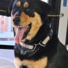Illustration : Intrigu&eacute;e par la pr&eacute;sence d'une chienne assise seule dans un bus, une usag&egrave;re alerte les services animaliers et permet des retrouvailles &eacute;mouvantes