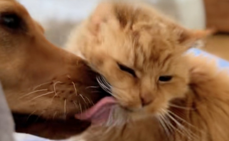 À l'âge record de 26 ans, ce chat trop faible pour se laver survit grâce aux soins de son ami chien (vidéo)